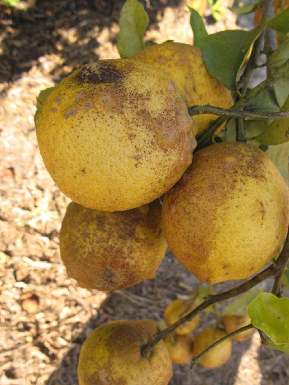            Fruit (Winter Haven, FL)   